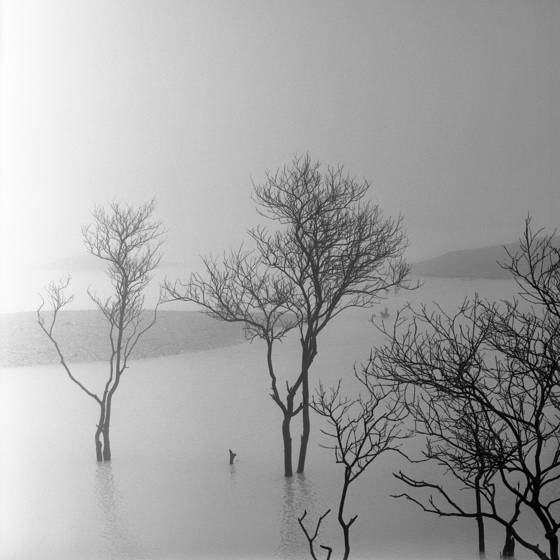 Trees