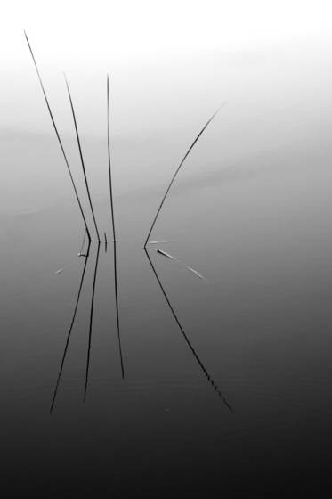 Reeds_at_sunset