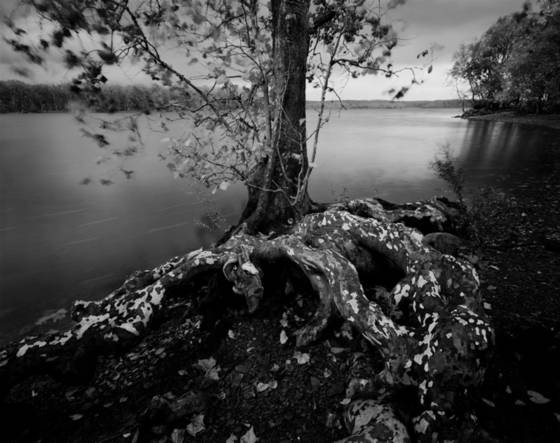 Sycamore_and_thunderstorm