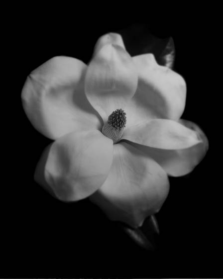 Magnolia_study