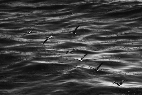 Flight
