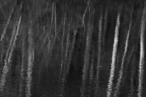 Reflections_on_a_woodland_grove