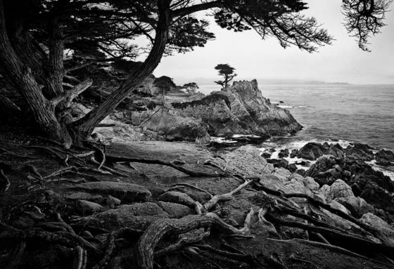 Lone_cypress