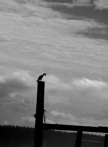 Bird_on_a_piling