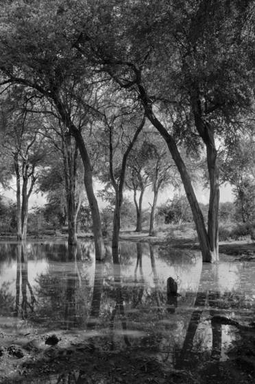 Trees_with_elephant_spoor