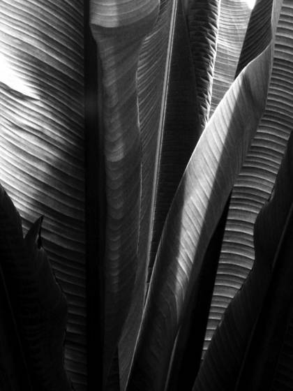 Banana_leaves