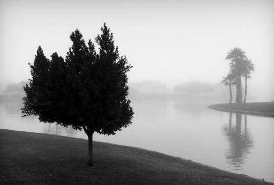 Tree_in_fog
