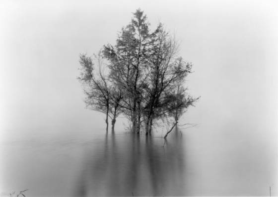On_the_batture_seven_and_a_half_trees