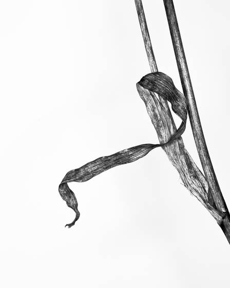 Dried_plant_2