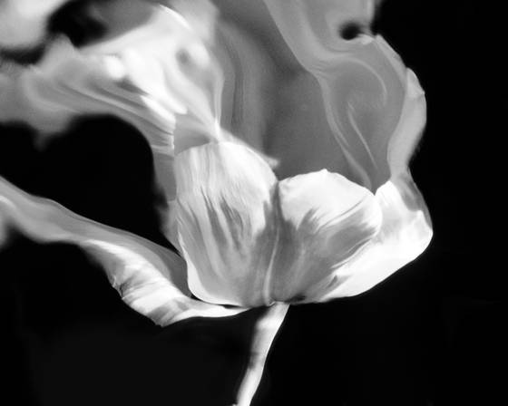 Tulip_splash