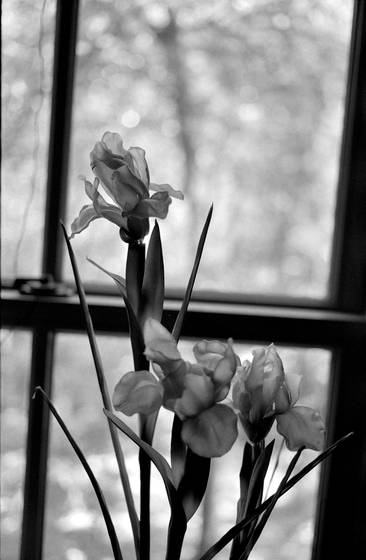 Irises_no_1