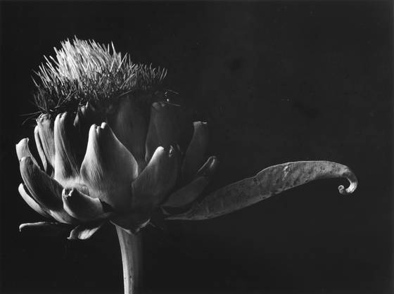 Artichoke_study__2