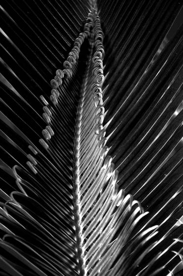 Sago_palm