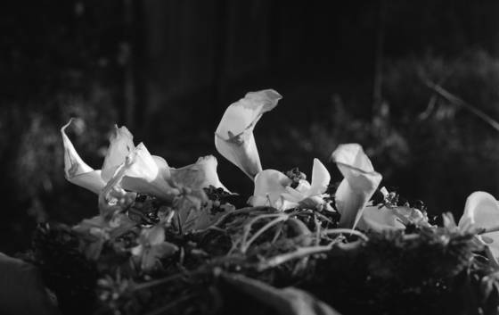 Compost