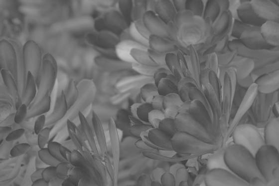 Bluff_lettuce