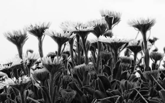 Seaside_daisies