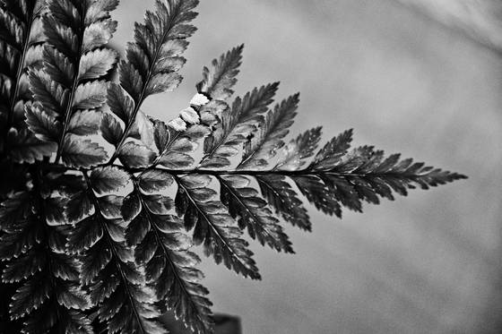 Branch