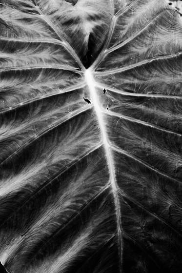 Sheet