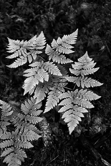 Alaskan_fern