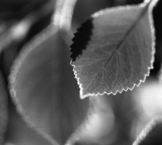 Jagged