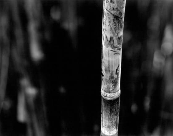 Bamboo_song_4
