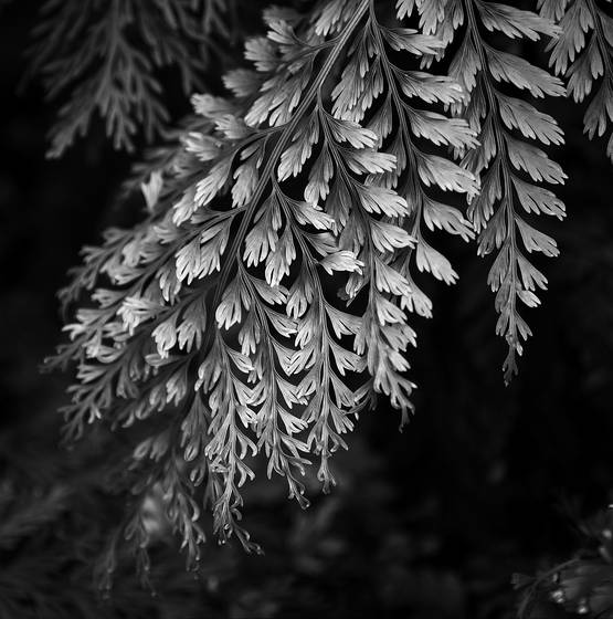 Cascade