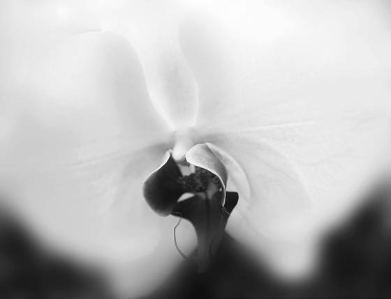 Orchid