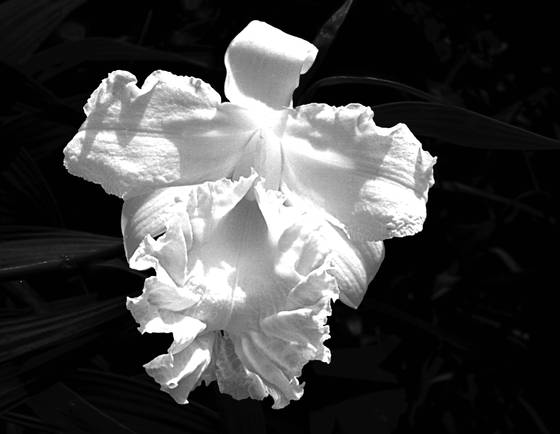 White_sobralia