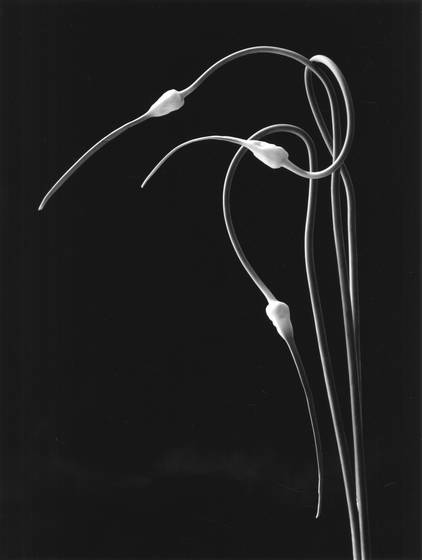 Garlic_dance_1