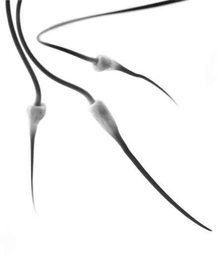 Garlic_dance_6