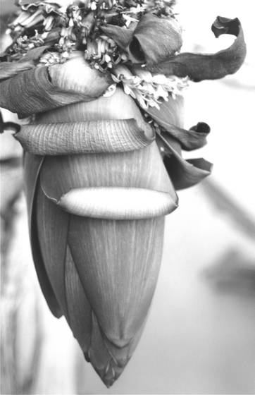 Bloom_from_earth_s_womb