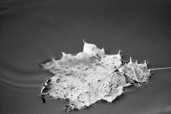 Leaves
