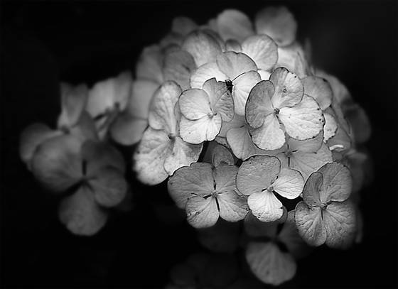 Bug_in_my_flowers