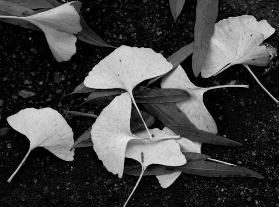 Ginko_and_the_oak