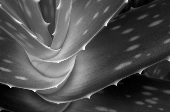 Spiral_aloe