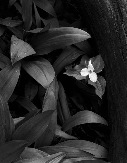 Trillium