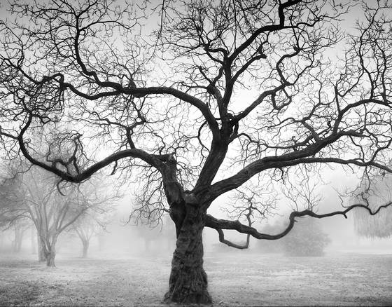 Tree_in_fog