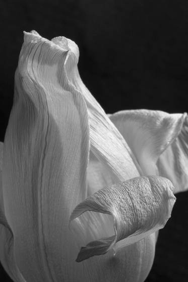 Tulip_4