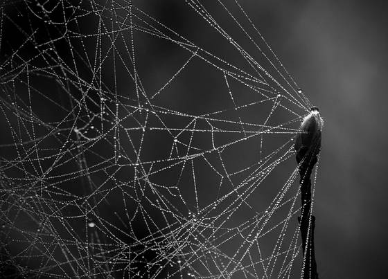 Web_on_spring_bud