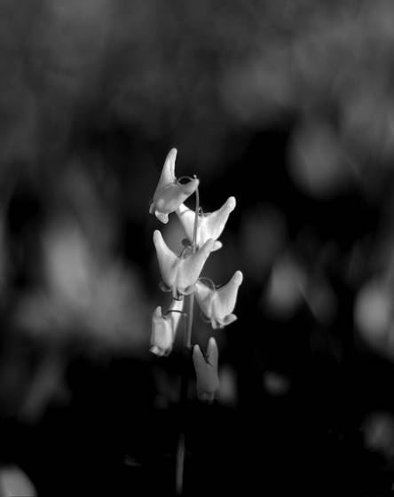 Angel_flower