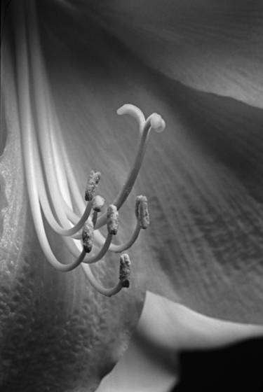Amaryllis