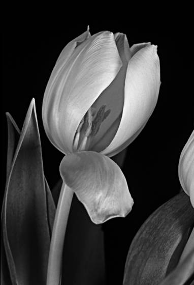Tulip_door