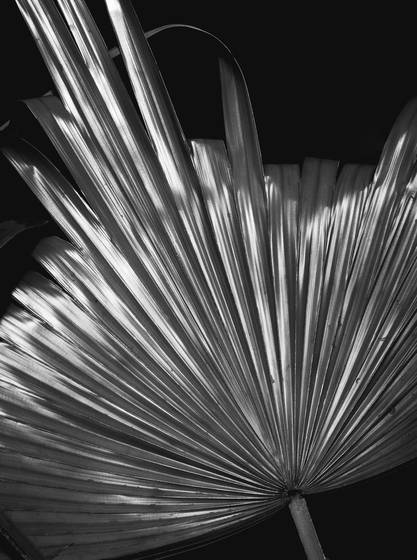 Frond__4