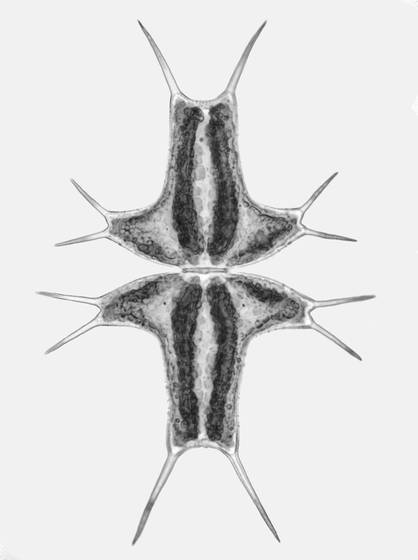 Microscopic_alga-micrasterias_ceratofera