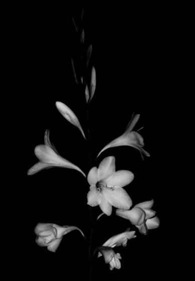 Flower__3