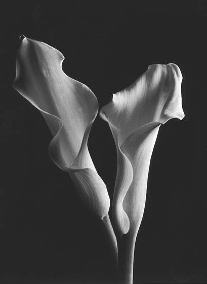 Calla_lilies