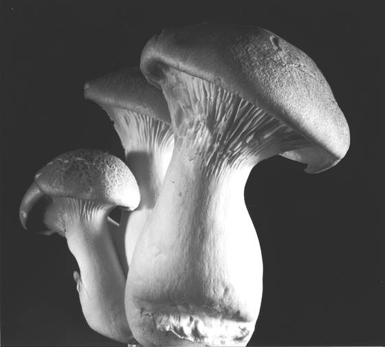 Trumpet_mushrooms