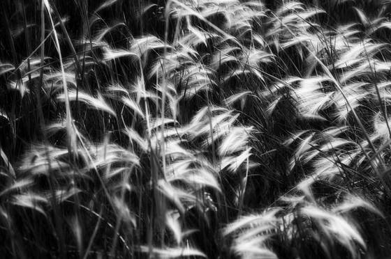 Ferns