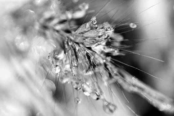Wild_grass_and_ice__4