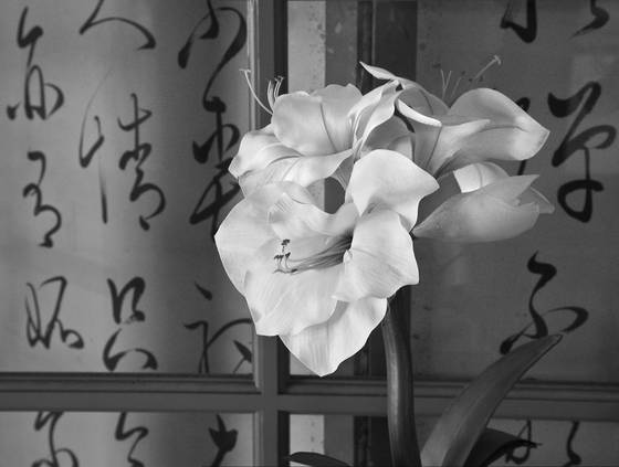 Lilies___calligraphy